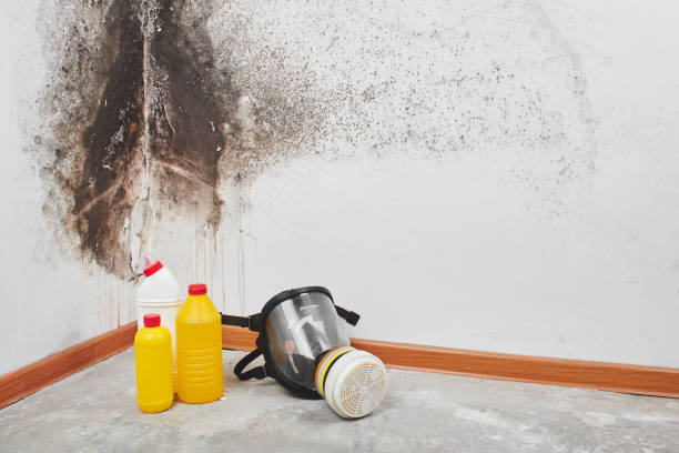 Thornton, IL Mold Remediation Company
