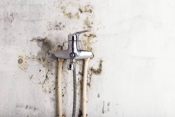 Best Emergency Mold Remediation in Thornton, IL