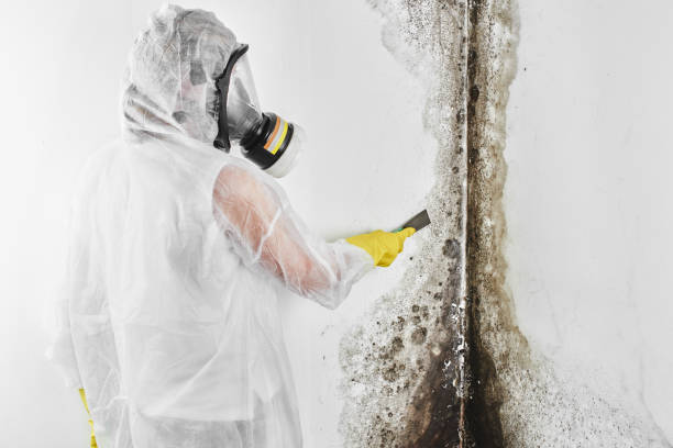 Best DIY Mold Remediation Support Services in Thornton, IL