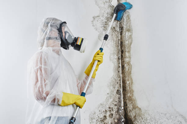Best Preventive Mold Services in Thornton, IL