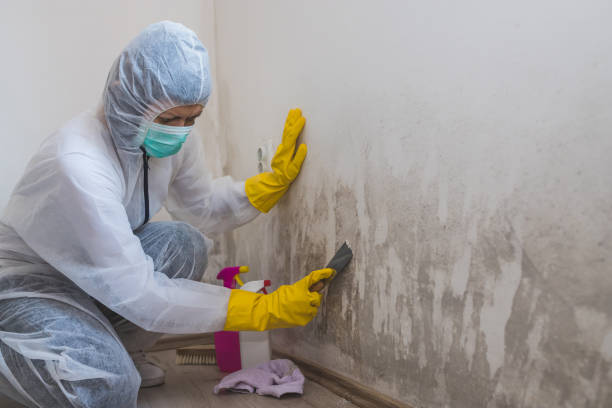Best Health and Safety Mold Remediation in Thornton, IL