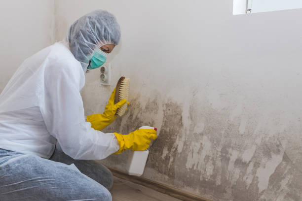 Best Residential Mold Remediation in Thornton, IL