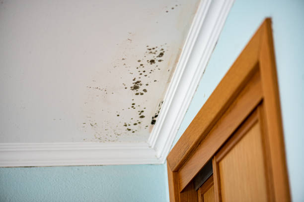 Best White Mold Remediation in Thornton, IL