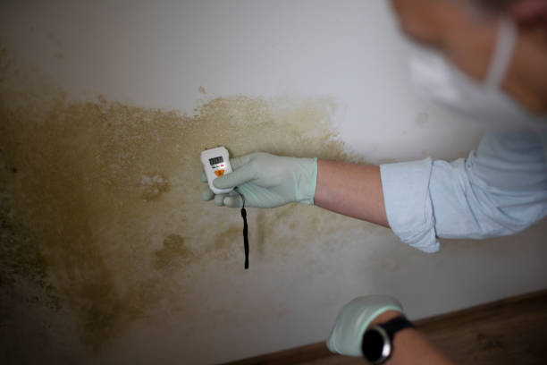 Best Insurance-Related Mold Remediation in Thornton, IL