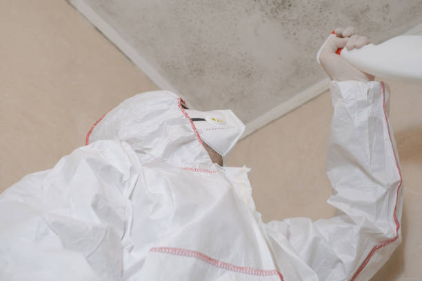 Best Commercial Mold Remediation in Thornton, IL
