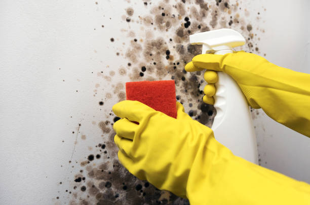 Best Basement Mold Remediation in Thornton, IL