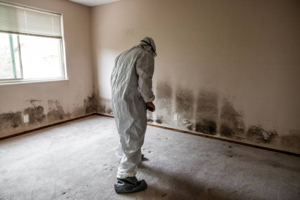 Best Industrial Mold Remediation in Thornton, IL