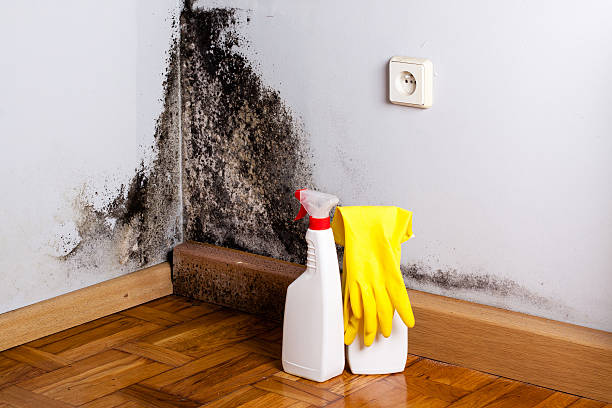 Best Attic Mold Remediation in Thornton, IL