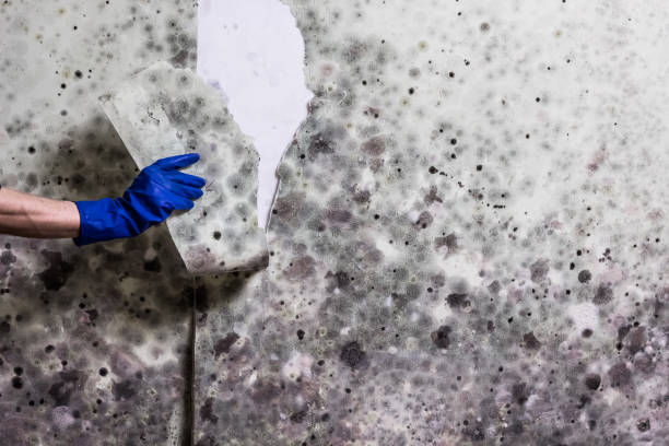 Best Mold Remediation for Schools in Thornton, IL