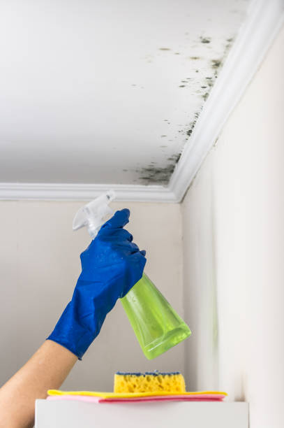 Best Post-Flood Mold Remediation in Thornton, IL